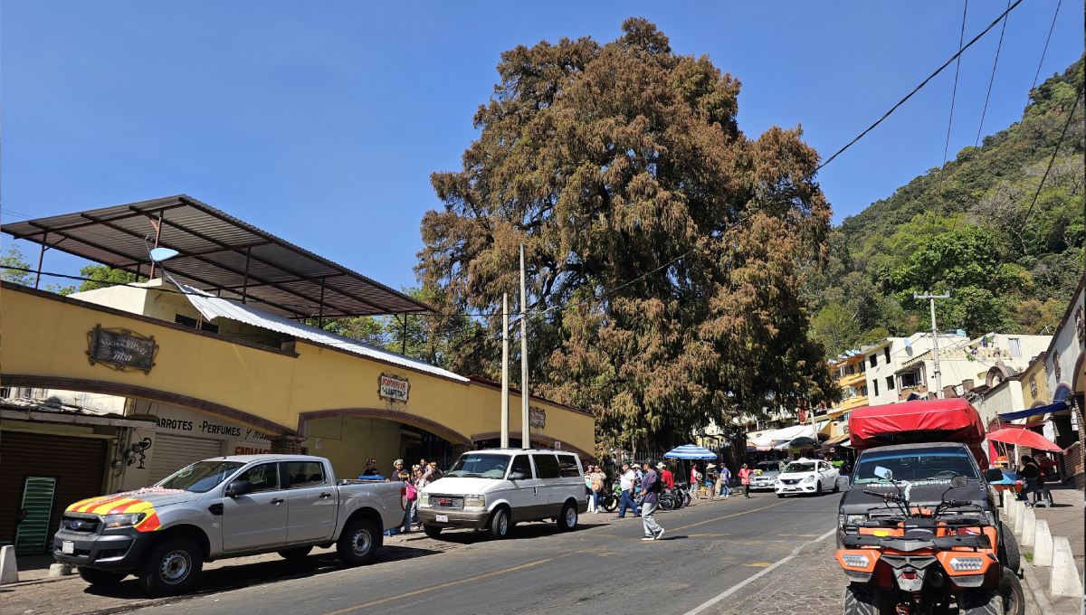 El Ahuehuete, Ocuilan