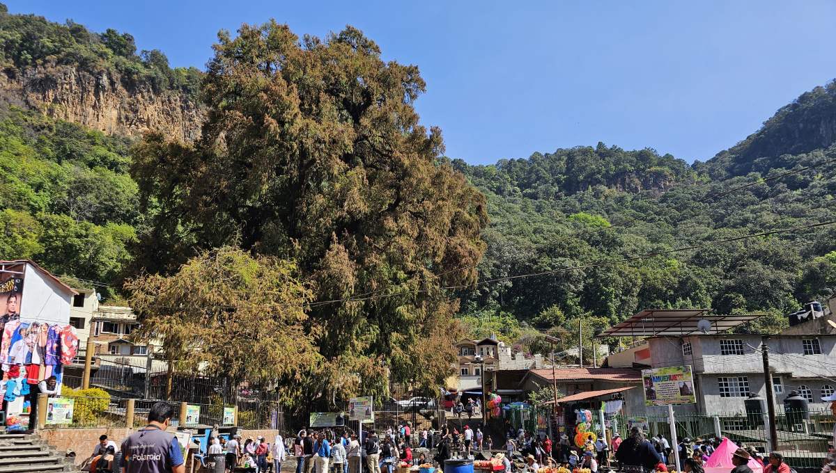El Ahuehuete, Chalma
